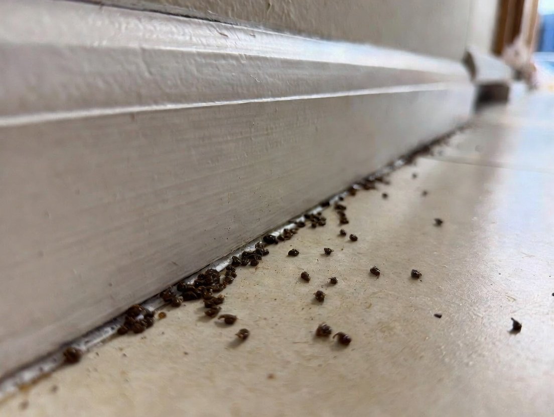 Droppings