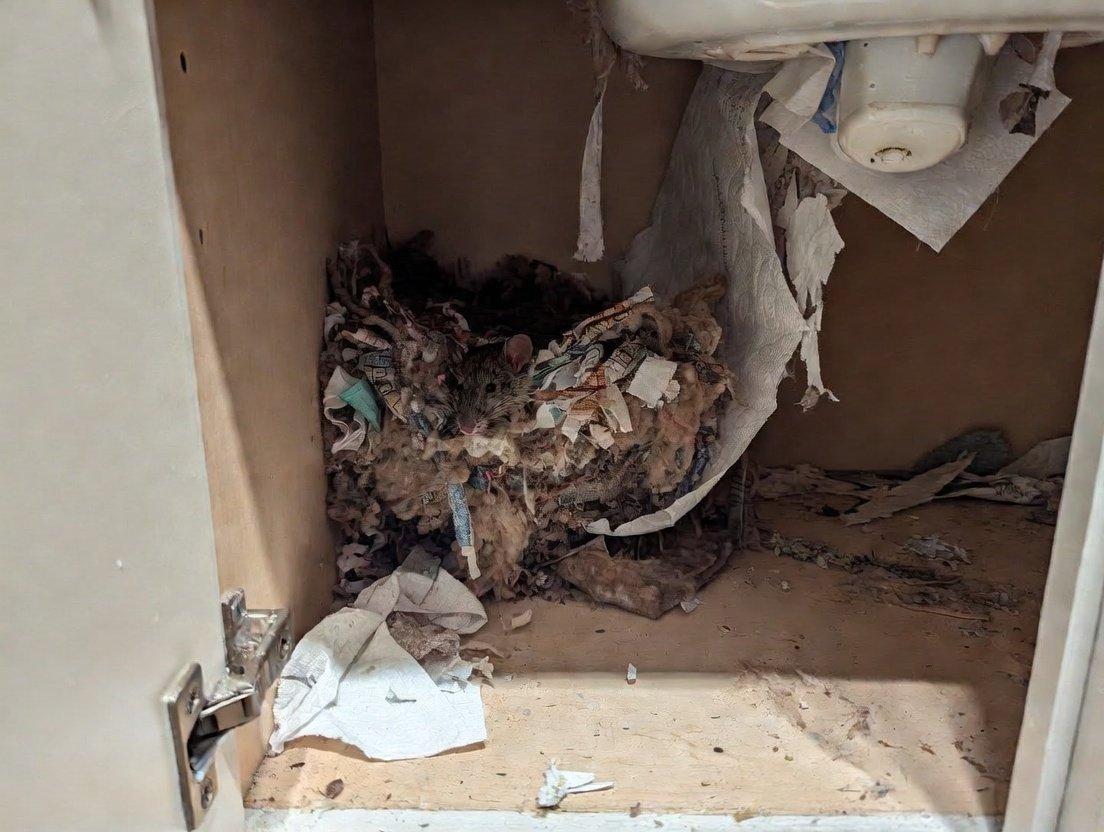 Nest
