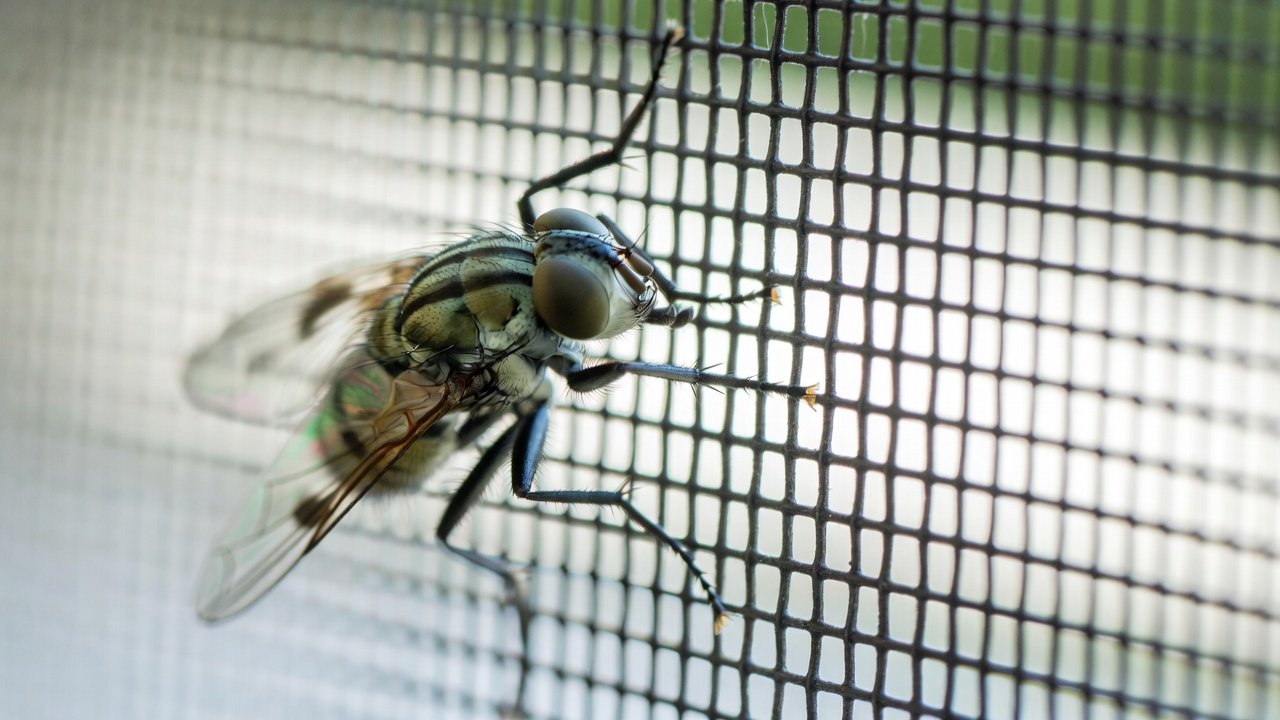 Fly control