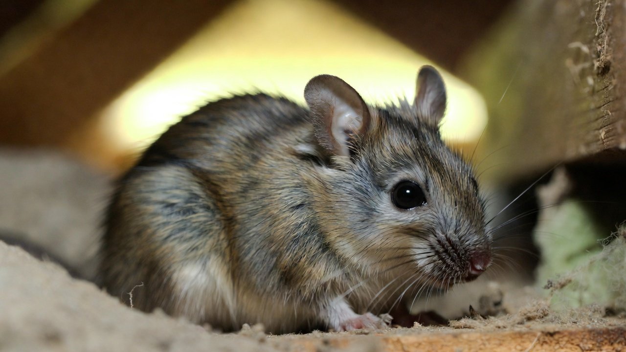 Rodents